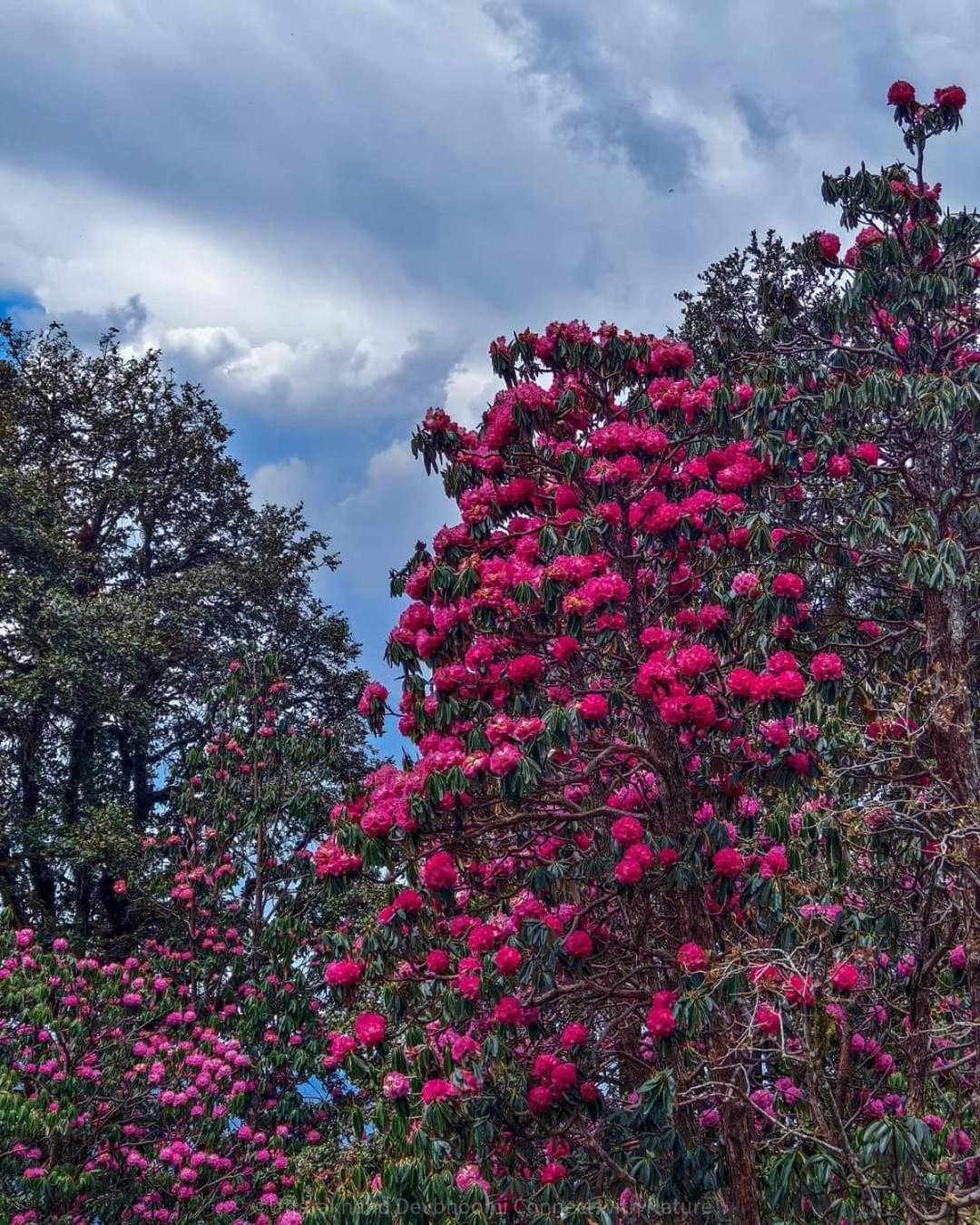 Mayur Homestay Ukhimath Exteriér fotografie